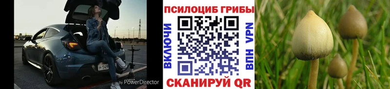 Псилоцибиновые грибы Psilocybine cubensis Себеж